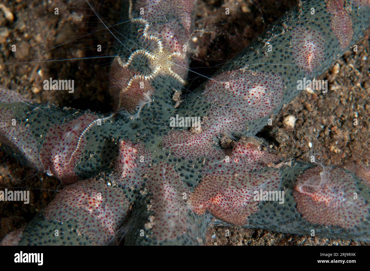 Comb Jellies, Coeloplana sp, und Brittle Star, Ophiothrix sp, auf Luzon Sea Star, Echinaster luzonicus, Bulakan Tauchplatz, Seraya, Karangasem, Bali, In Stockfoto