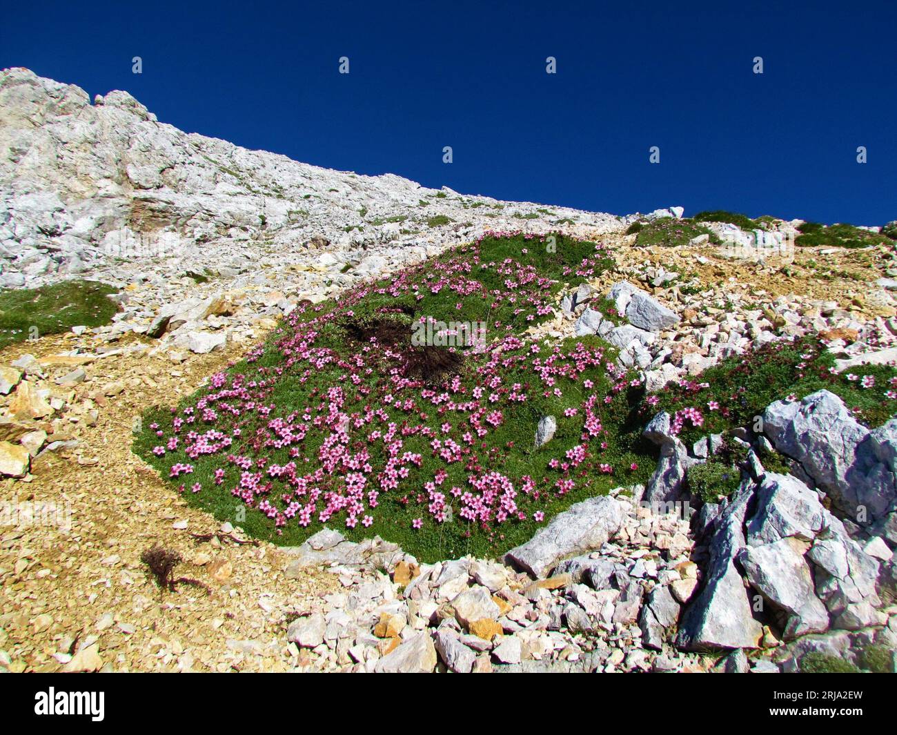 Rosa blühende Potentilla nitida-Blüten wachsen in felsiger alpiner Landschaft in den Julischen alpen, Slowenien Stockfoto Rosa blühende Potentilla nitida-Blüten wachsen in felsiger alpiner Landschaft in den Julischen alpen, Slowenien Stockfoto