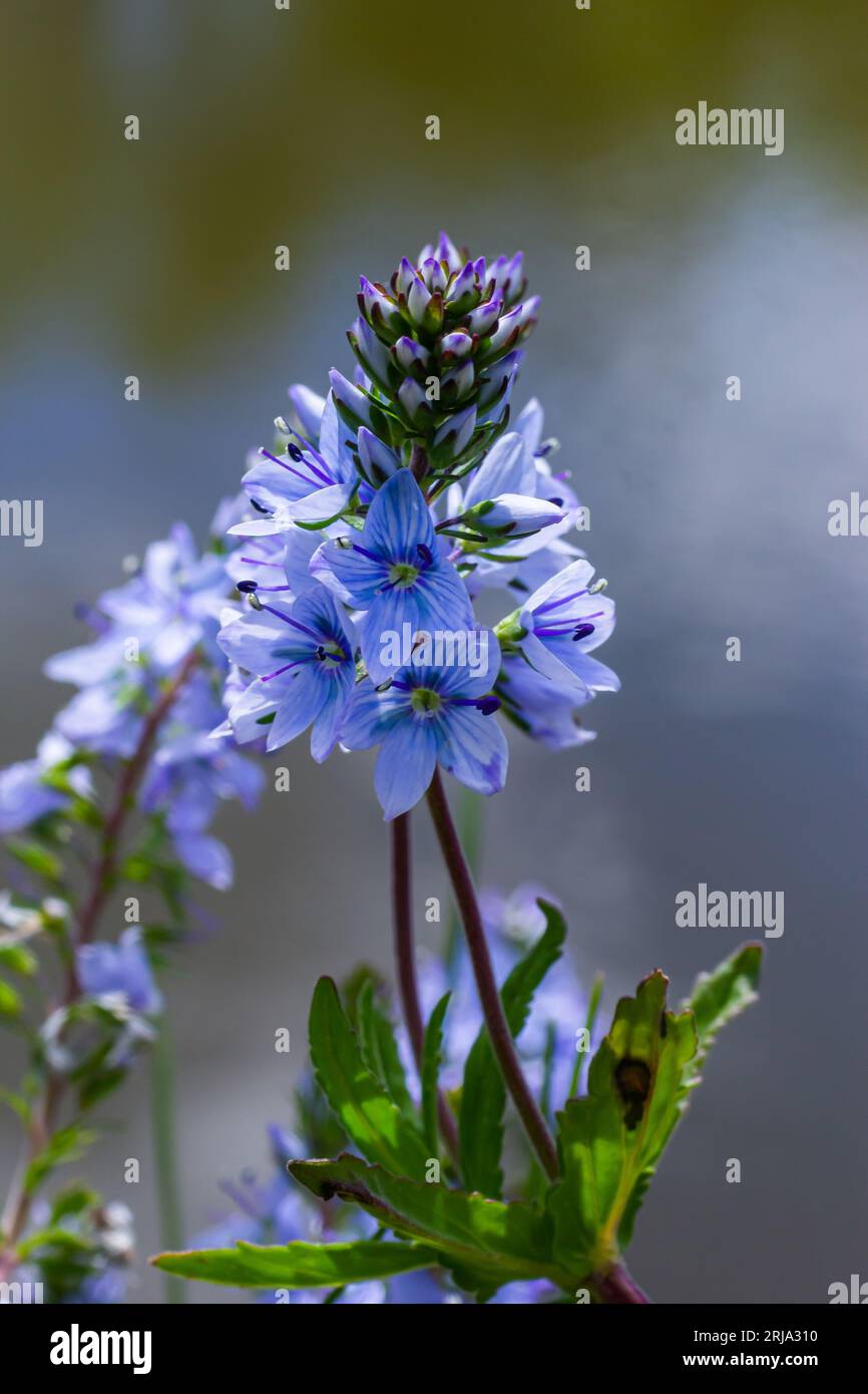 Nahaufnahme auf den strahlend blauen Blüten des Germander Speedwell, Veronica prostrata wächst im Frühling auf einer Wiese, sonniger Tag, natürliche Umgebung. Stockfoto