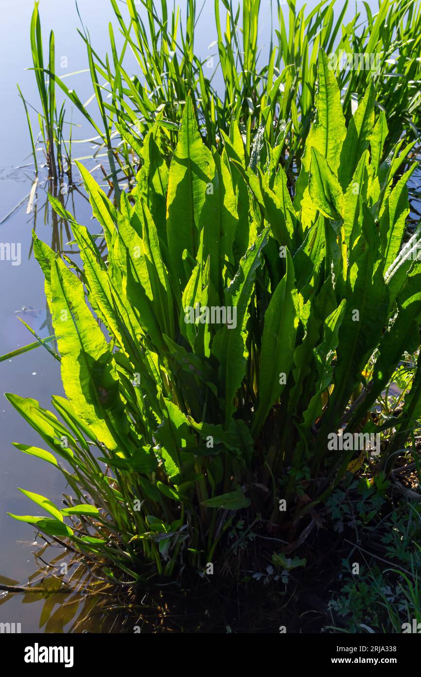 Nahaufnahme der Gelben Flagge Irisses Iris pseudacorus und Great Water Dock Rumex Hydrolapathum. Stockfoto