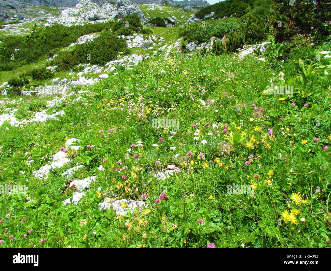 Bunte Almwiese voller weißer, gelber und rosafarbener Blumen und Wiese mit Mugokiefer dahinter in den Julischen alpen und im Triglav-Nationalpark, Slowenien Stockfoto