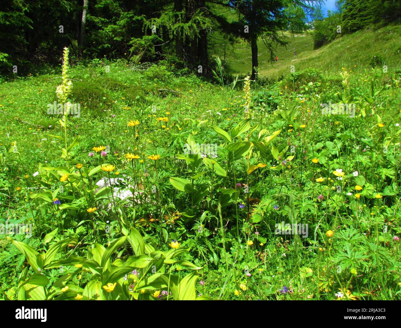 Üppige Vegetation auf einer Wiese mit gelben Blumen und falschem Helleborin, weißem Helleborore (Veratrum Album) in Slowenien Stockfoto