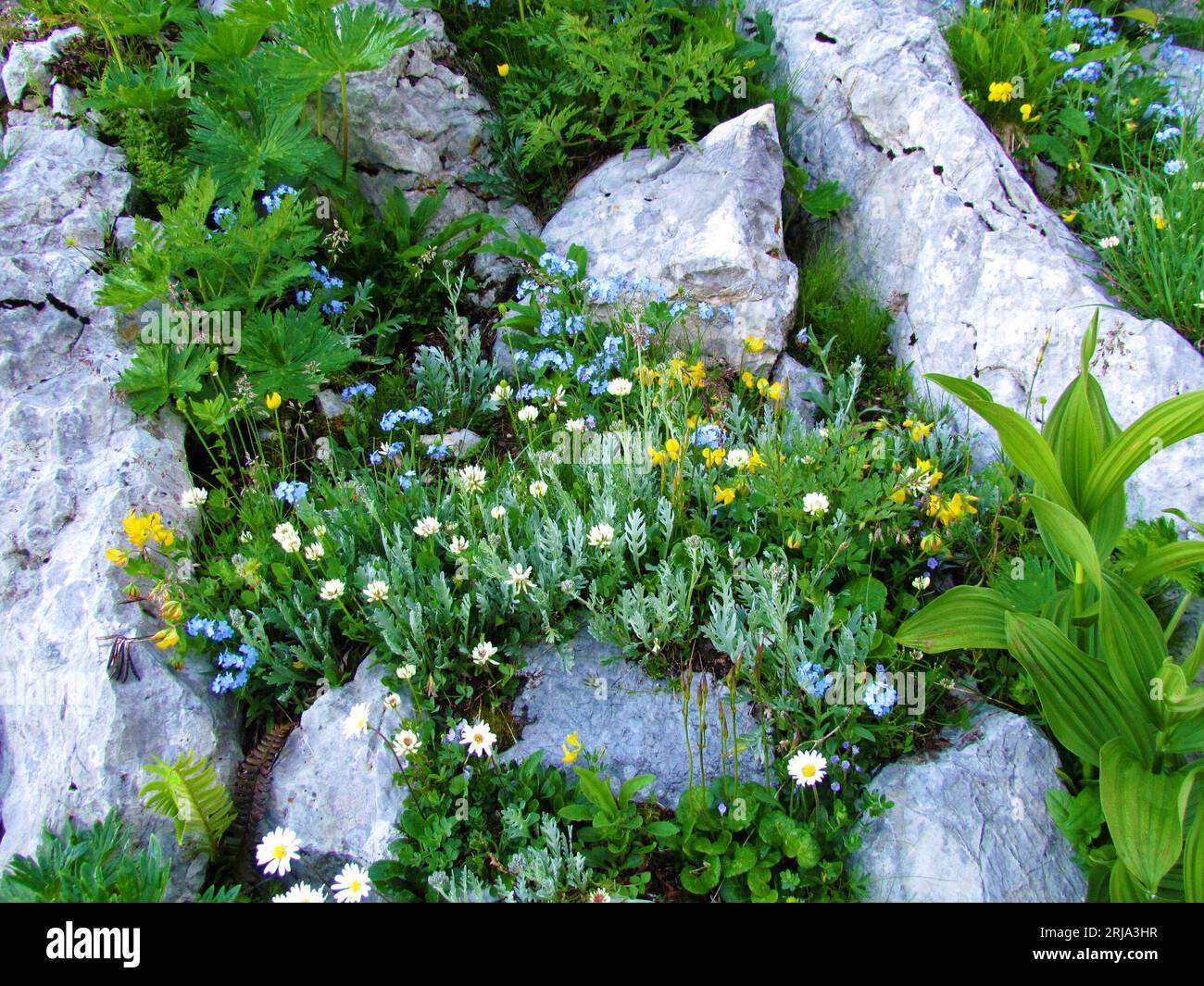 Farbenfroher wilder Garten in den Felsen mit blauen alpinen Vergissmeinnicht (Myosotis alpestris) und den weißen und gelben Blumen Stockfoto
