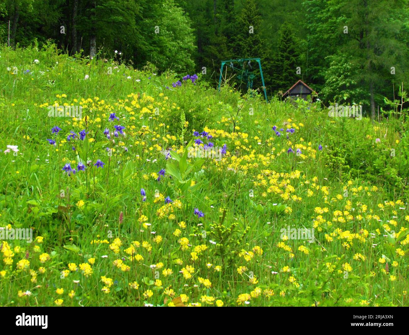 Bunte Wiese mit gelber Gemeiner Nierenwicke, Nierenwicke, Wollkrautblüten und blauem alpenkolumbiner (Aquilegia alpina) und einem Wald im Rücken Stockfoto