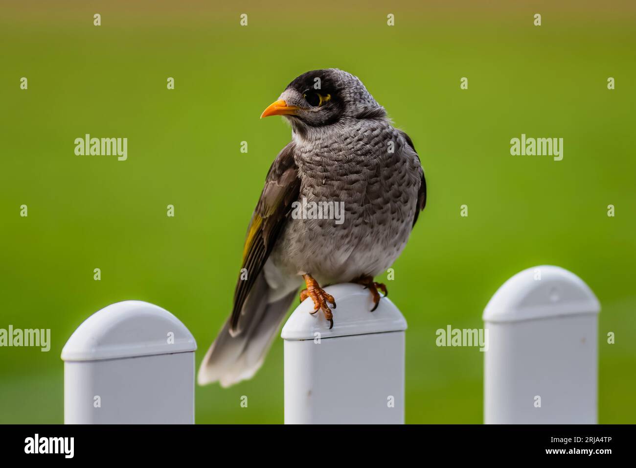 Lauter Bergbauvogel auf weißem Zaun mit grünem Hintergrund in Sydney, NSW, Australien. Stockfoto