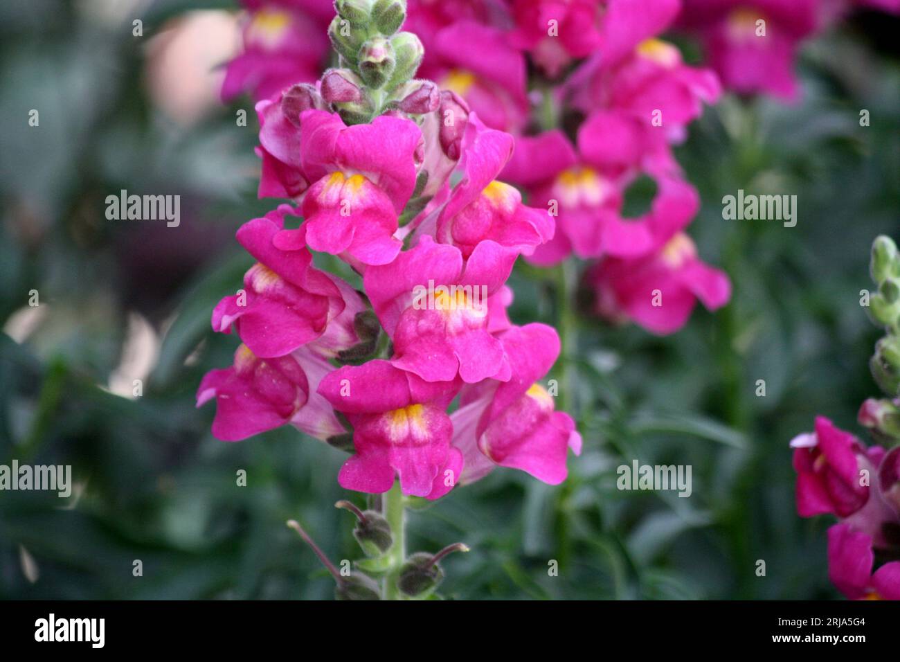 Snapdrachenblüten (Antirrhinum majus) in rosa Farbe : (Pixel Sanjiv Shukla) Stockfoto