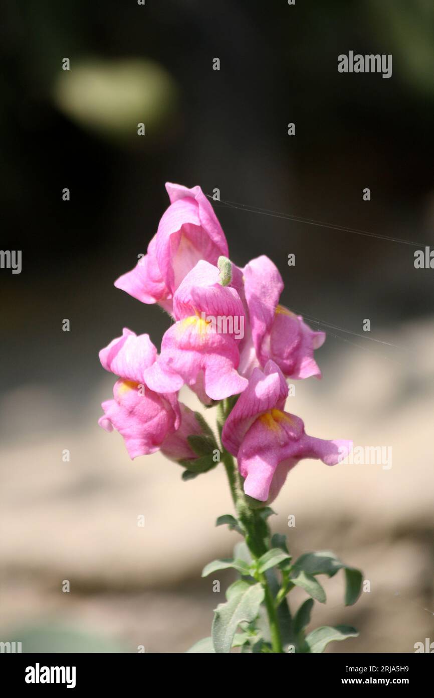 Snapdrachenblüten (Antirrhinum majus) in rosa Farbe : (Pixel Sanjiv Shukla) Stockfoto