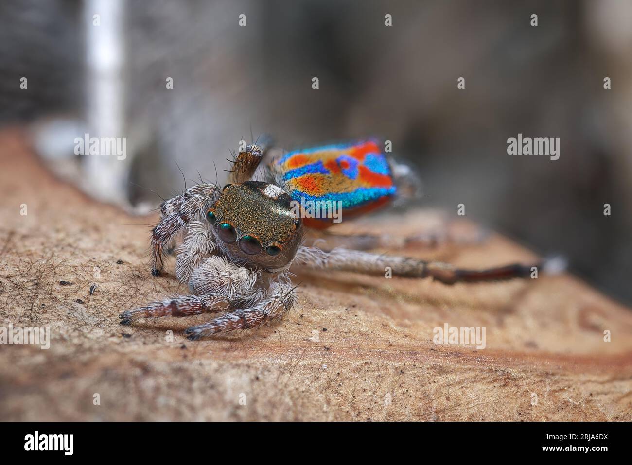 Die Pfauenspinne (Maratus clupeatus) in seinen Zuchtfarben. Westaustralien Stockfoto