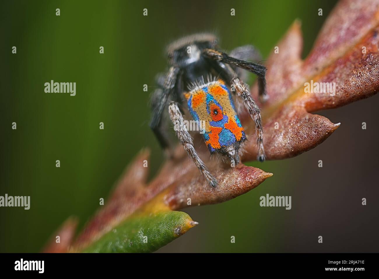 Die Pfauenspinne (Maratus clupeatus) in seinen Zuchtfarben. Westaustralien Stockfoto