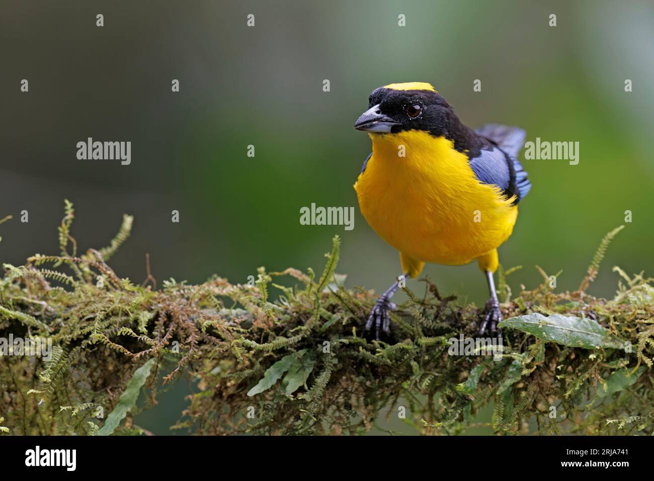 Blue-Winged Mountain Tanager, Bosque de las aves, La Florida, Cauca, Kolumbien, November 2022 Stockfoto