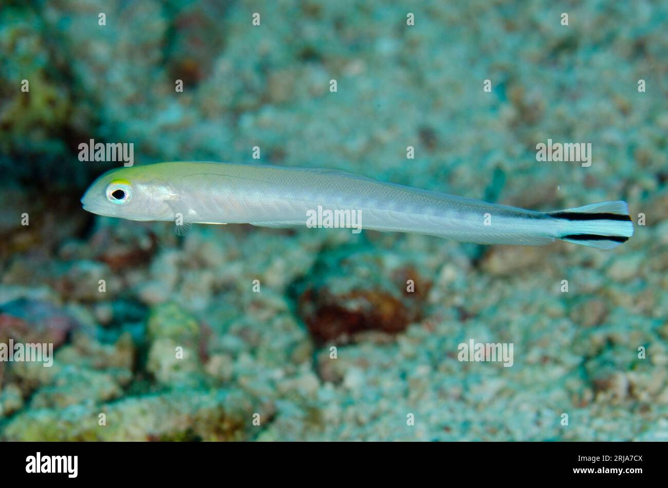 Flagtail Blanquillo, Malacanthus brevistoris, Tauchplatz Tanjung Selu, Insel Selu, in der Nähe von Tanimbar, Forgotten Islands, Banda Sea, Indonesien Stockfoto