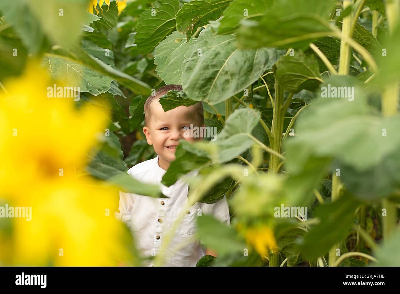 Ein Junge in Sonnenblumen. Ein kleines, glückliches und schönes Kind, in einem weißen Hemd, 4 Jahre alt, steht im Sommer auf einem Feld mit gelben Sonnenblumen. Co. Aus der Kindheit Stockfoto