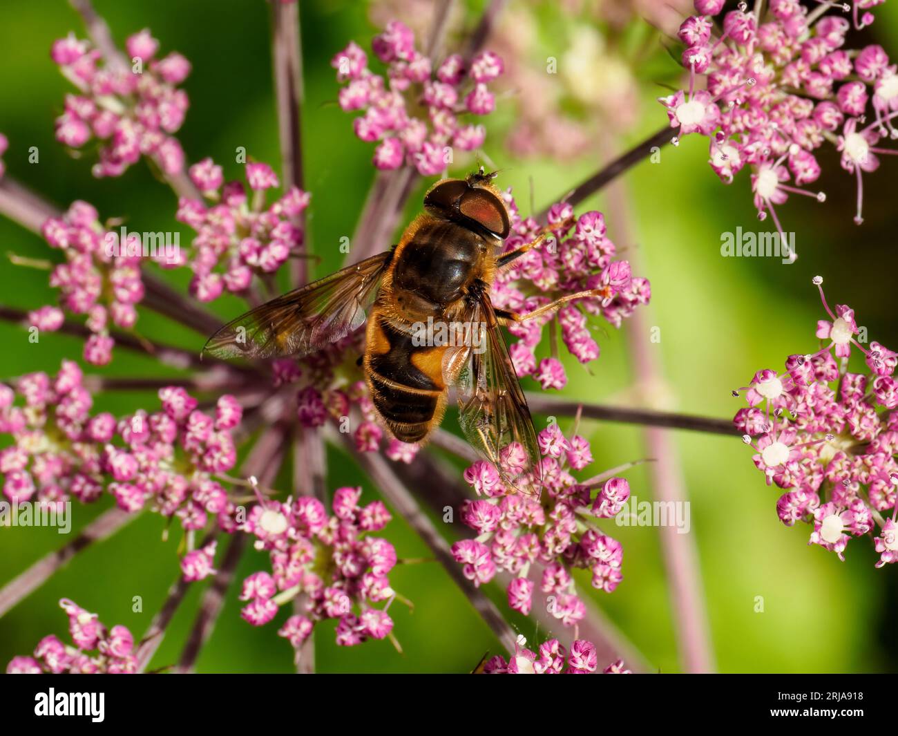 Drone Fly - Eristalis tenax - auf rosa Wildblumenblüten Stockfoto