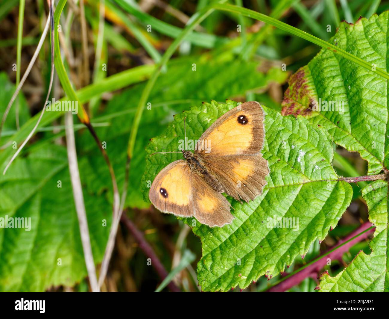 Gatekeeper butterfly - Pyronia tithonus - on green leaf Stockfoto