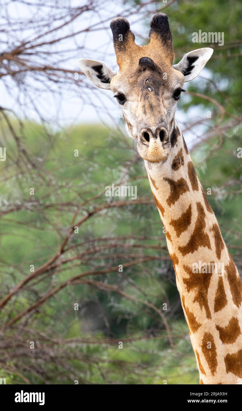 Porträt eines männlichen Masai Giraffe. Die Hörner der Männchen sind viel massiver als die der Weibchen und die Männchen haben einen oder mehrere Stirnklumpen. Stockfoto