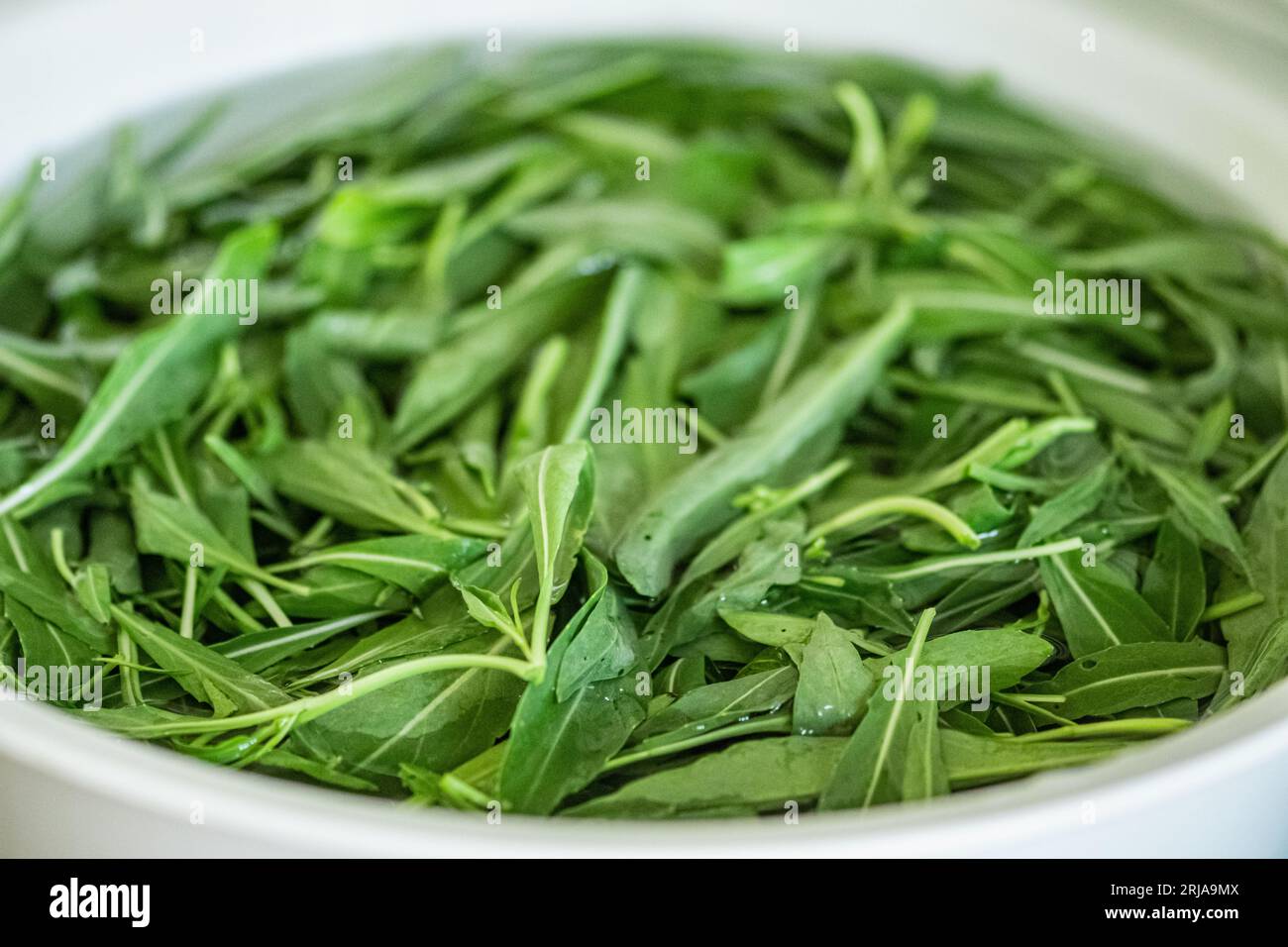 Frische grüne Rucolablätter, die in einer Schüssel mit sauberem Wasser gewaschen werden, bevor sie als Salat gegessen werden Stockfoto