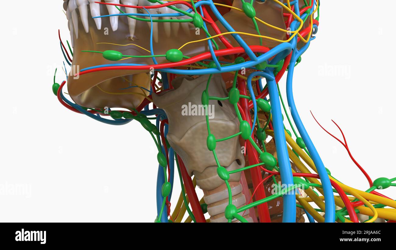 Kehlkopfstruktur und Funktion für das medizinische Konzept 3D-Illustration Stockfoto