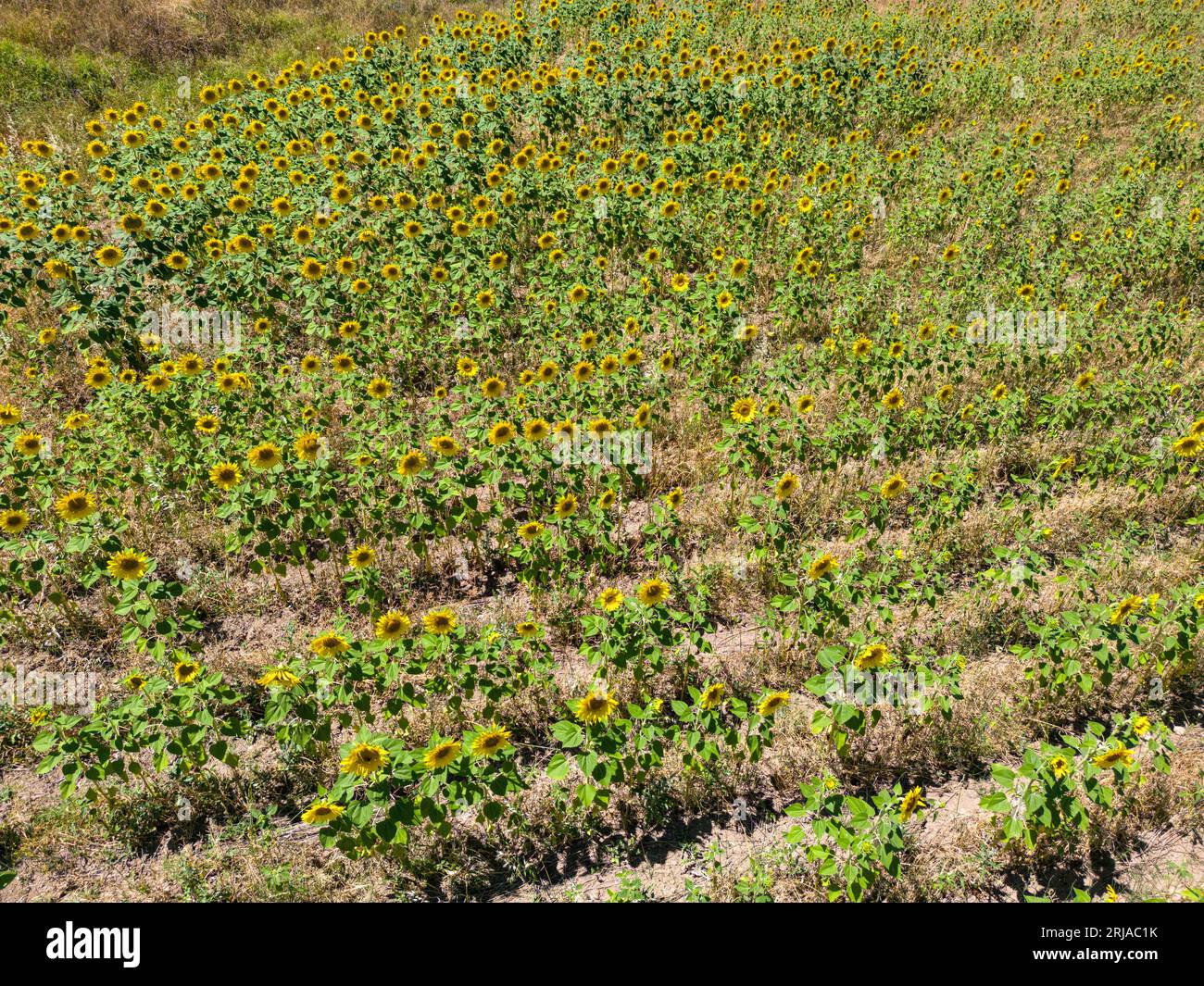 Biologisches Sonnenblumenfeld vor sonnigem und blauem Himmel Stockfoto