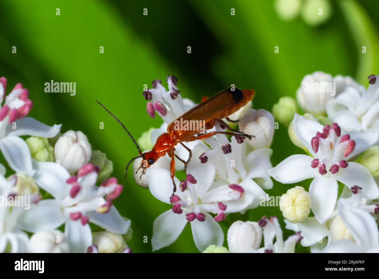 Der gemeine rote Käfer Rhagonycha fulva, auch irreführend als Blutsaugerkäfer bekannt, ist eine Art von Soldatenkäfer Cantharidae. Stockfoto