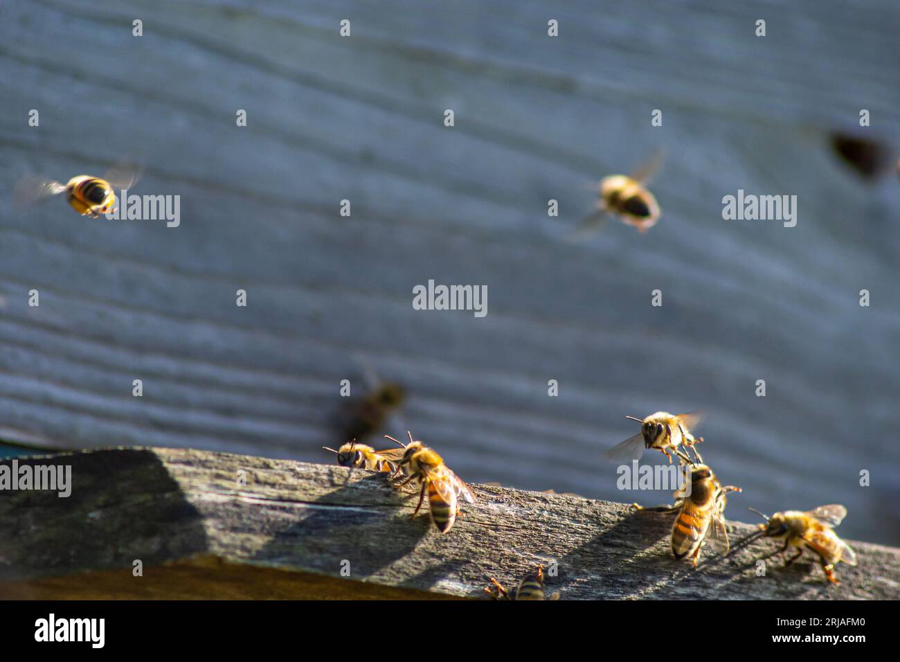 Viele Bienen kehren zum Bienenstock zurück und betreten den Bienenstock mit gesammeltem Blumennektar und Blütenpollen. Bienenschwarm, der Nektar von den Blumen sammelt. Stockfoto