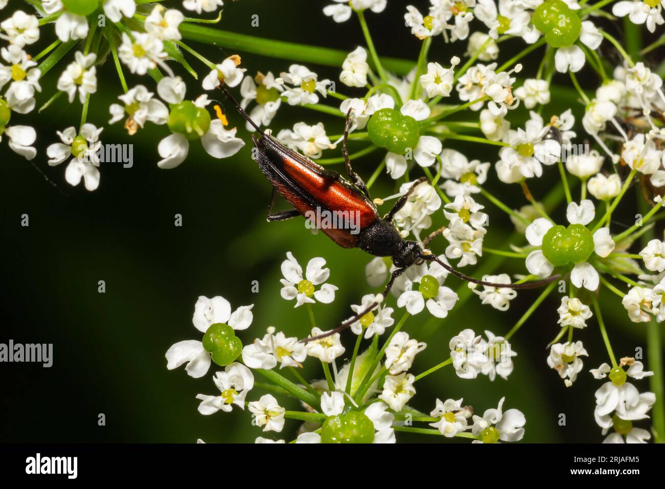 Der gemeine rote Käfer Rhagonycha fulva, auch irreführend als Blutsaugerkäfer bekannt, ist eine Art von Soldatenkäfer Cantharidae. Stockfoto