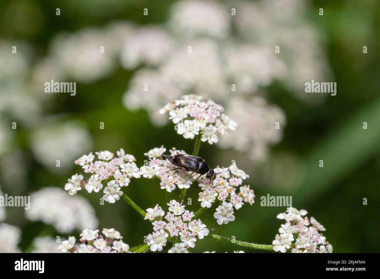 Mordellochroa abdominalis füttert weiße Blüten am Sommertag in einer natürlichen Umgebung. Stockfoto