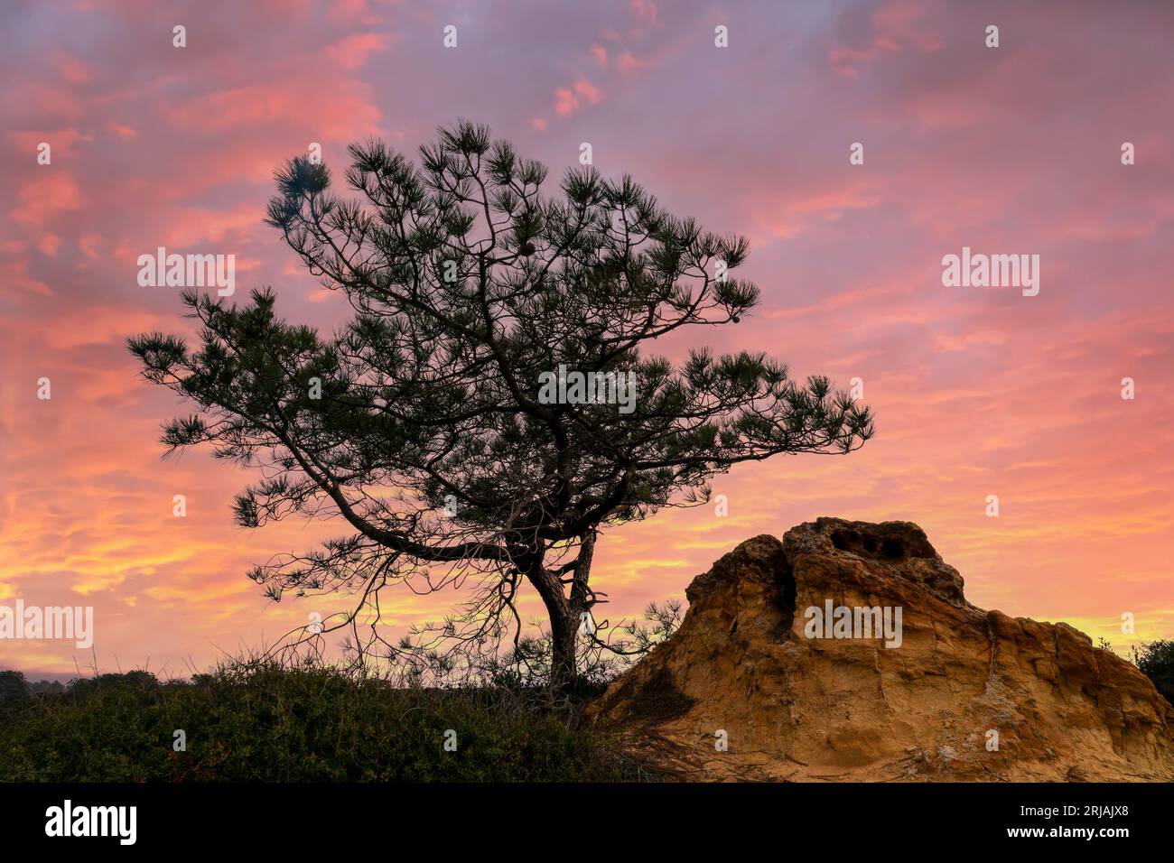 Torrey Pine Tree bei Sonnenuntergang, San Diego, Kalifornien Stockfoto