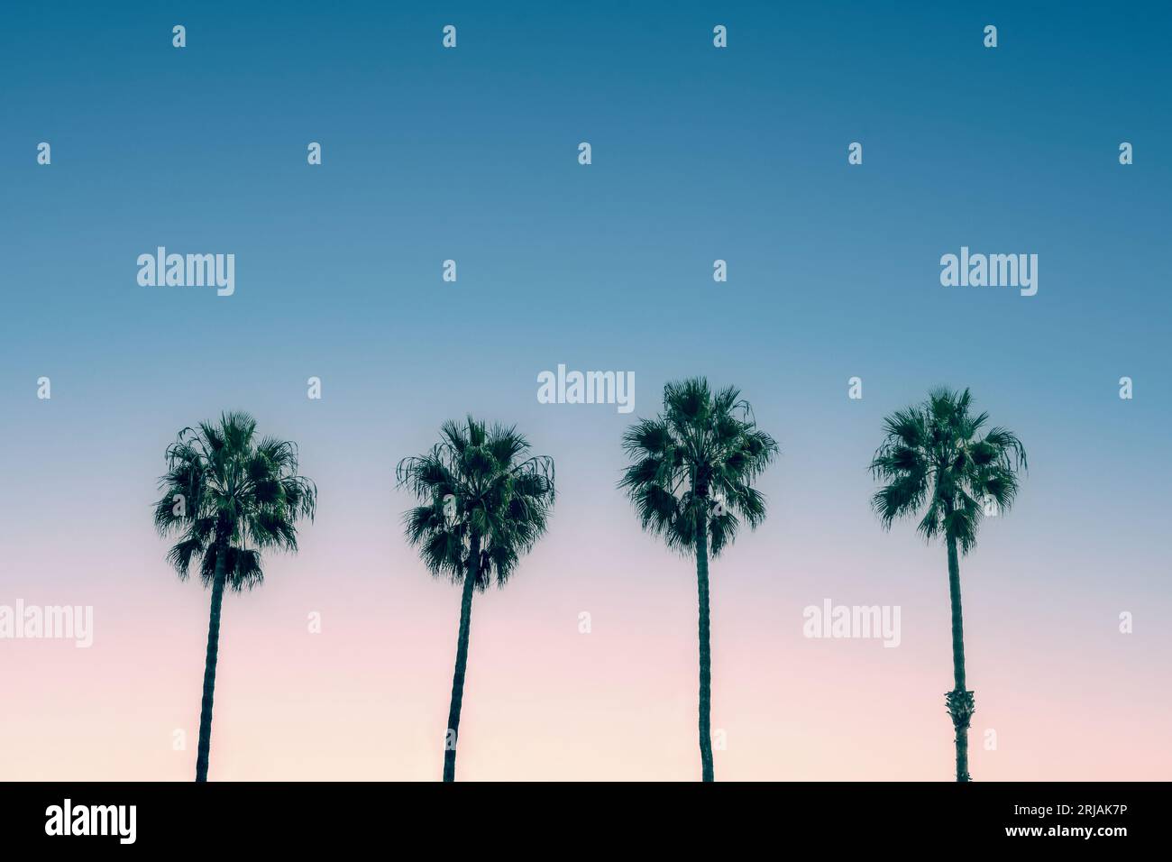 Palmen und blauer Himmel, alte kalifornische Sommeratmosphäre Stockfoto