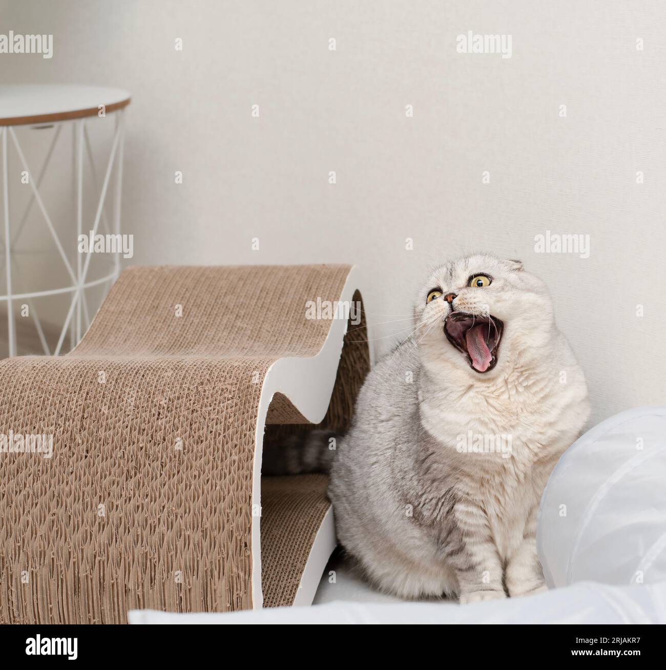 Das Konzept des Haustieres. Eine schöne graue Katze der Scottish Fold Rasse, sitzt in der Nähe eines Klauenschärfers mit einem weit offenen Mund. Gähne komisch. Stockfoto