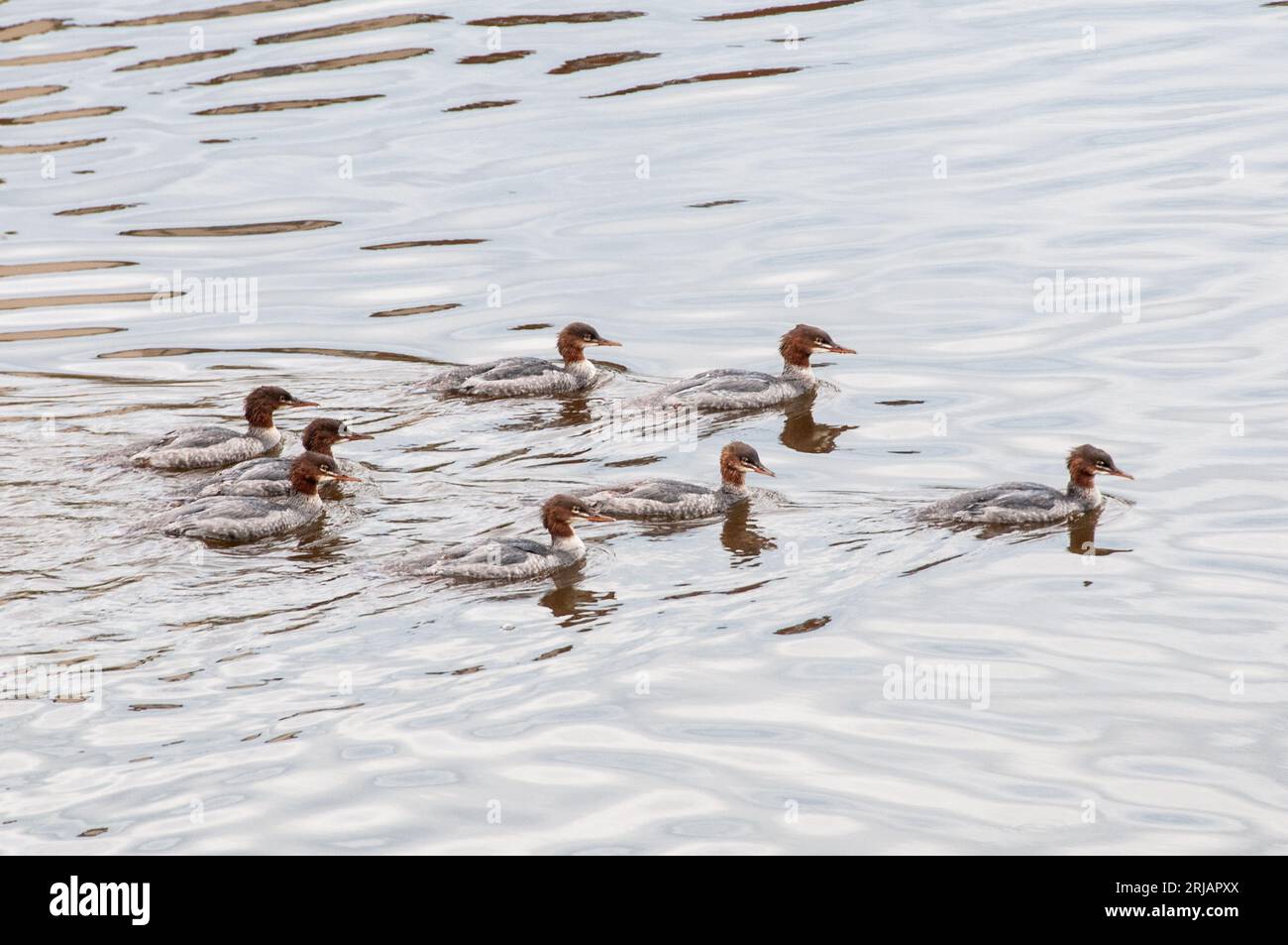 Um Großbritannien herum - Eine Gruppe von Grebes am River Ribble am Stadtrand von Preston Stockfoto