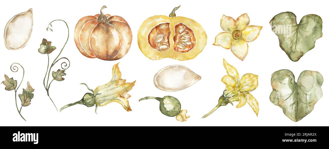 Aquarell handgezeichnetes Kürbisset, Kürbisblätter und Samen Clipart, Pflanzen-Lebenszyklus-Illustration, Erntezeit, Herbst Stockfoto