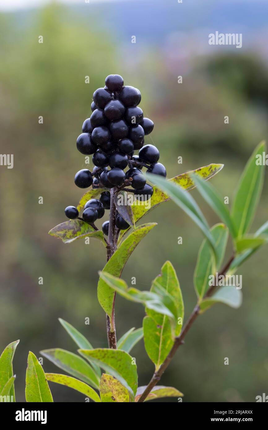 Liguster, Gewhnlicher Liguster, Rainweide, Frchte, Beeren, Ligustrum  vulgare, Wild privet, Common Privet, European privet, privet, Obst, Le  trone Stockfotografie - Alamy