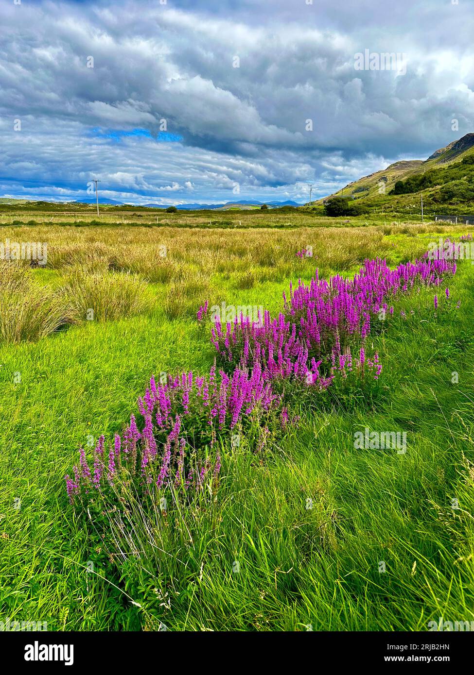 Purple Loosestrife in Maghara, Ardara, County Donegal, Irland Stockfoto