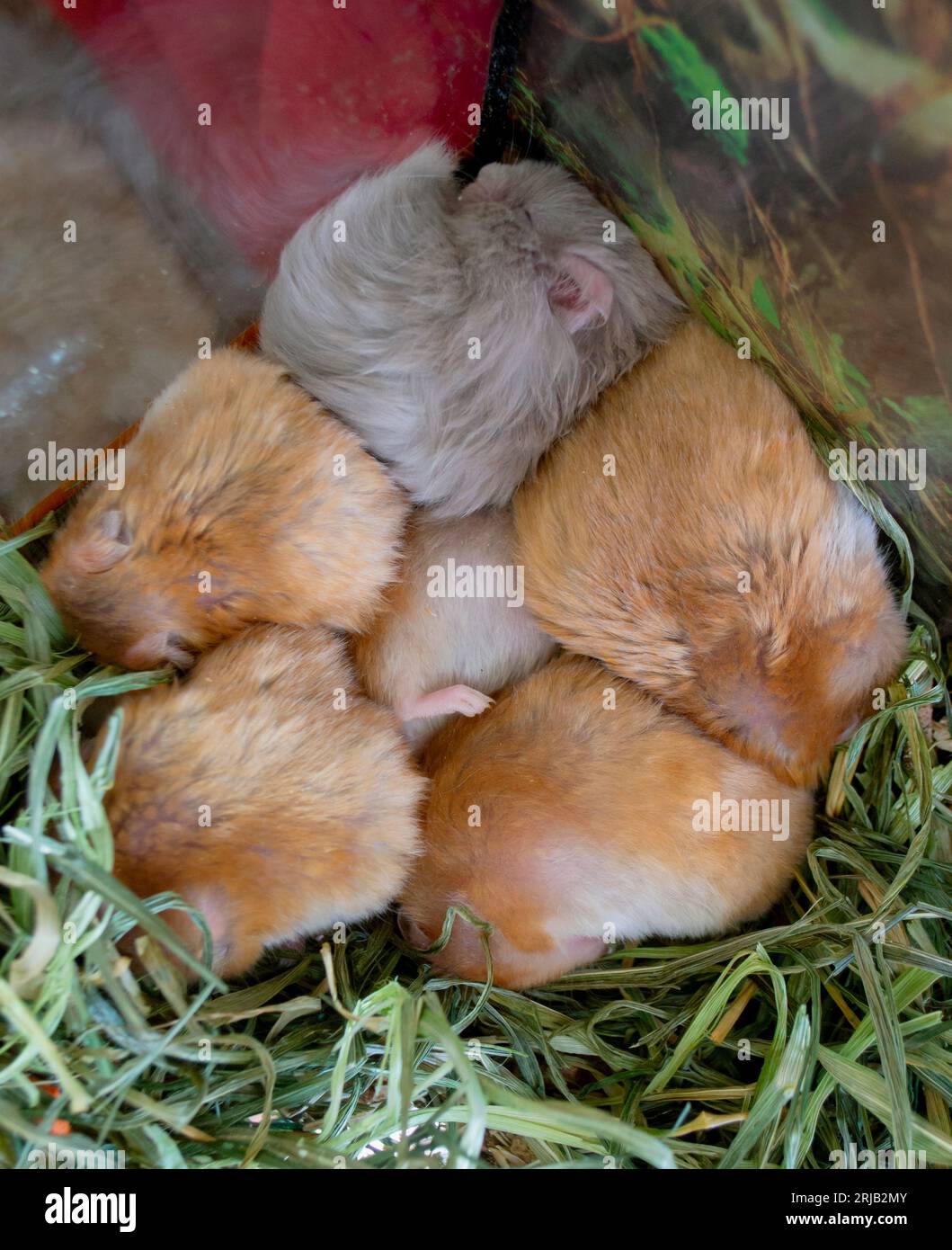Hamster schläft aus nächster Nähe. Sechs Hamster, die sich zusammengerollt haben und im Käfig schlafen. Der Hamster in der Mitte hat Pfoten ausgestreckt. Syrischer Hamster schläft. Haustiere Haustiere. Kleine flauschige Hamster. Pfoten, rote graue Wolle Stockfoto