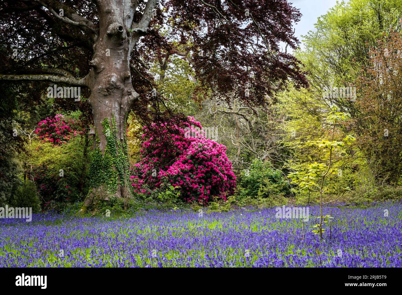 Atemberaubende Rhododendrons Russellianum Cornish Red, das neben einem Feld der Common English Bluebells Hyacinthoides ohne Schriftzug im ruhigen historischen en wächst Stockfoto