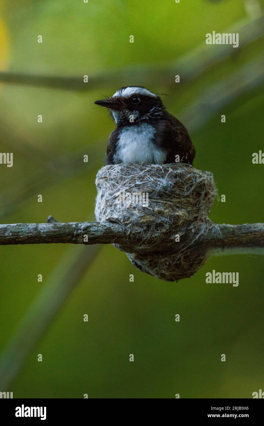 Verschachteltes weißes Brauenfantail mit glattem grünem Hintergrund. Stockfoto
