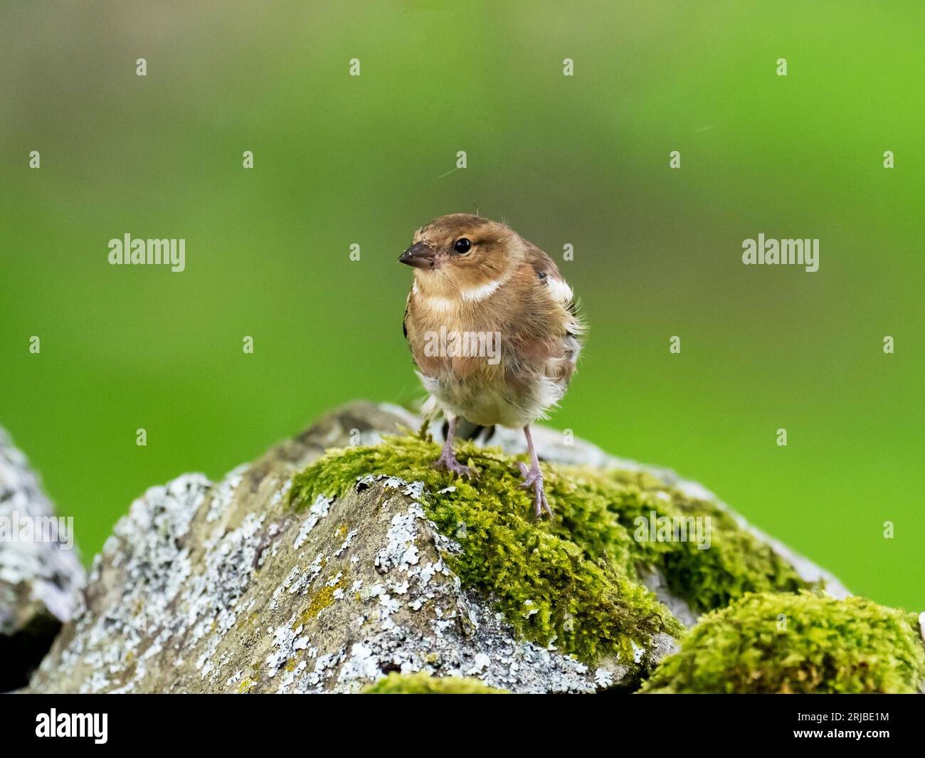 Eine weibliche Chaffinch, Fringilla Coelebs in Austwick, yorkshire Dales UK. Stockfoto