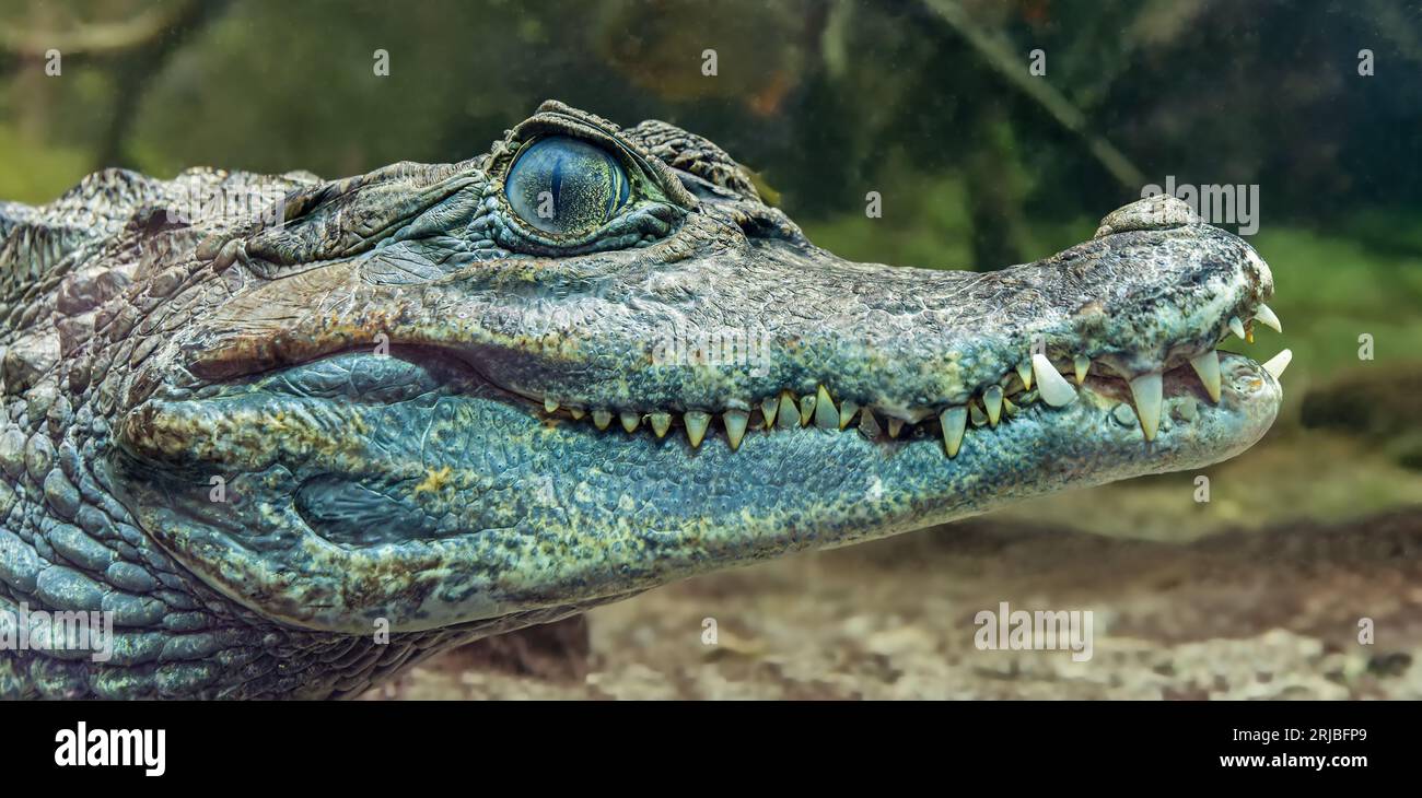 Unterwasserporträt eines spektakulären Caimans (Caiman crocodilus) Stockfoto