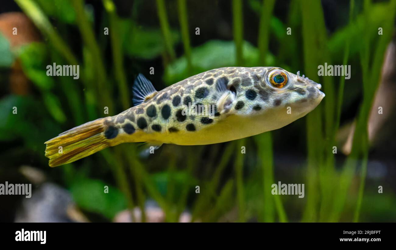 Nahaufnahme eines Leoparden-Pufferfisches (Tetraodon schoutedeni) Stockfoto