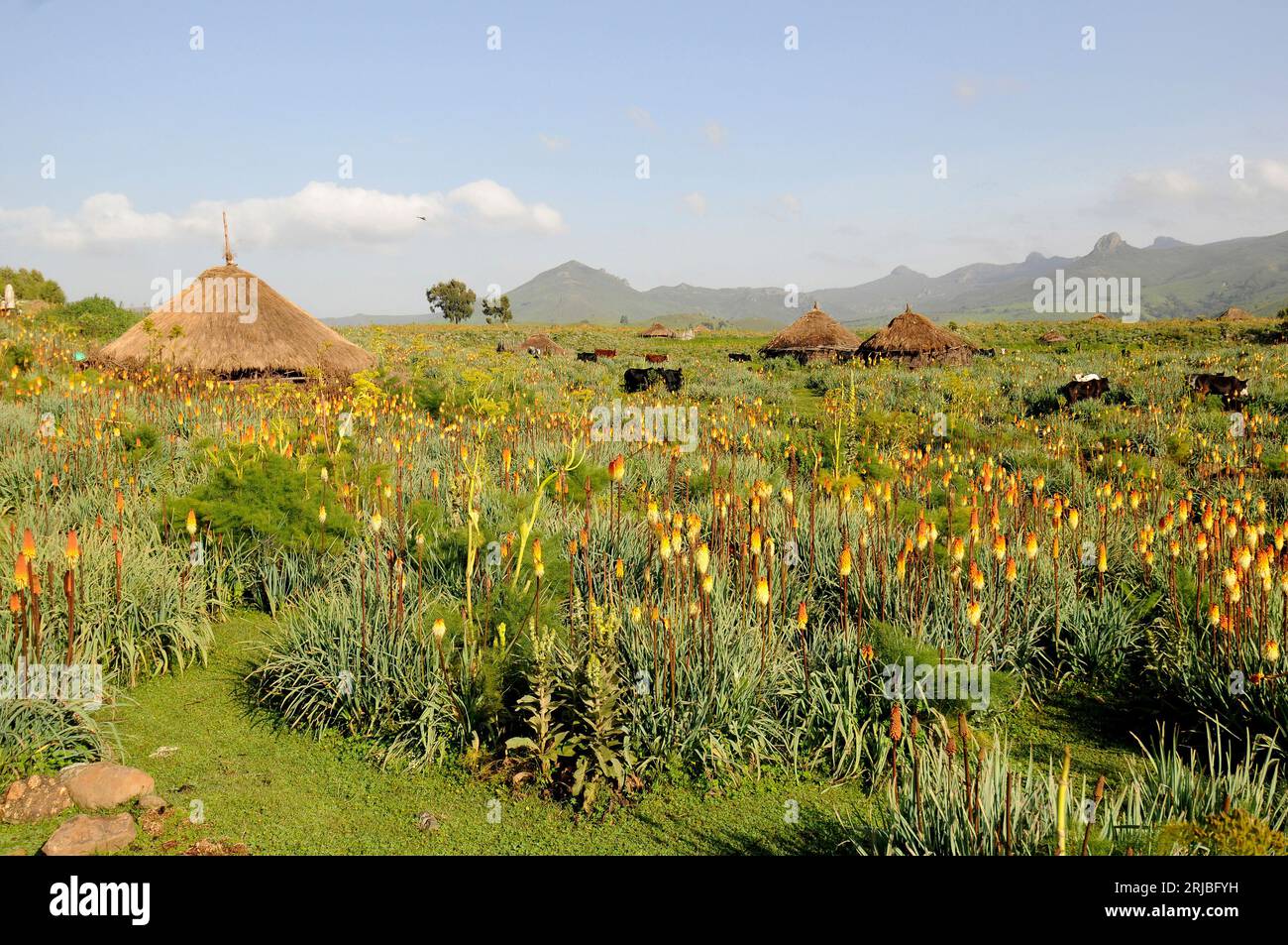 Hütten und Rinder auf einer Wiese, bedeckt mit rotem Hot Poker (Kniphofia foliosa). Bale Region, Oromia, Äthiopien. Stockfoto