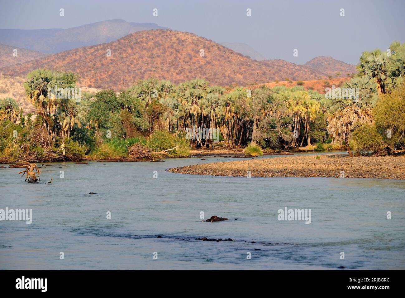 Kunene-Fluss und Riparia-Wald mit echter Fächerpalme oder Mahalani-Palme (Hyphaene petersiana). Grenze zwischen Angola und Namibia. Epupa, Kaokoland. Stockfoto