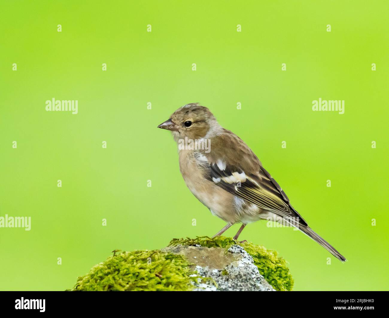 Eine weibliche Chaffinch, Fringilla Coelebs in Austwick, Yorkshire Dales UK. Stockfoto