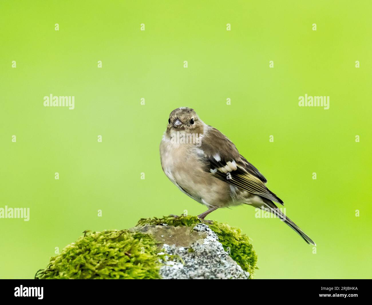Eine weibliche Chaffinch, Fringilla Coelebs in Austwick, Yorkshire Dales UK. Stockfoto