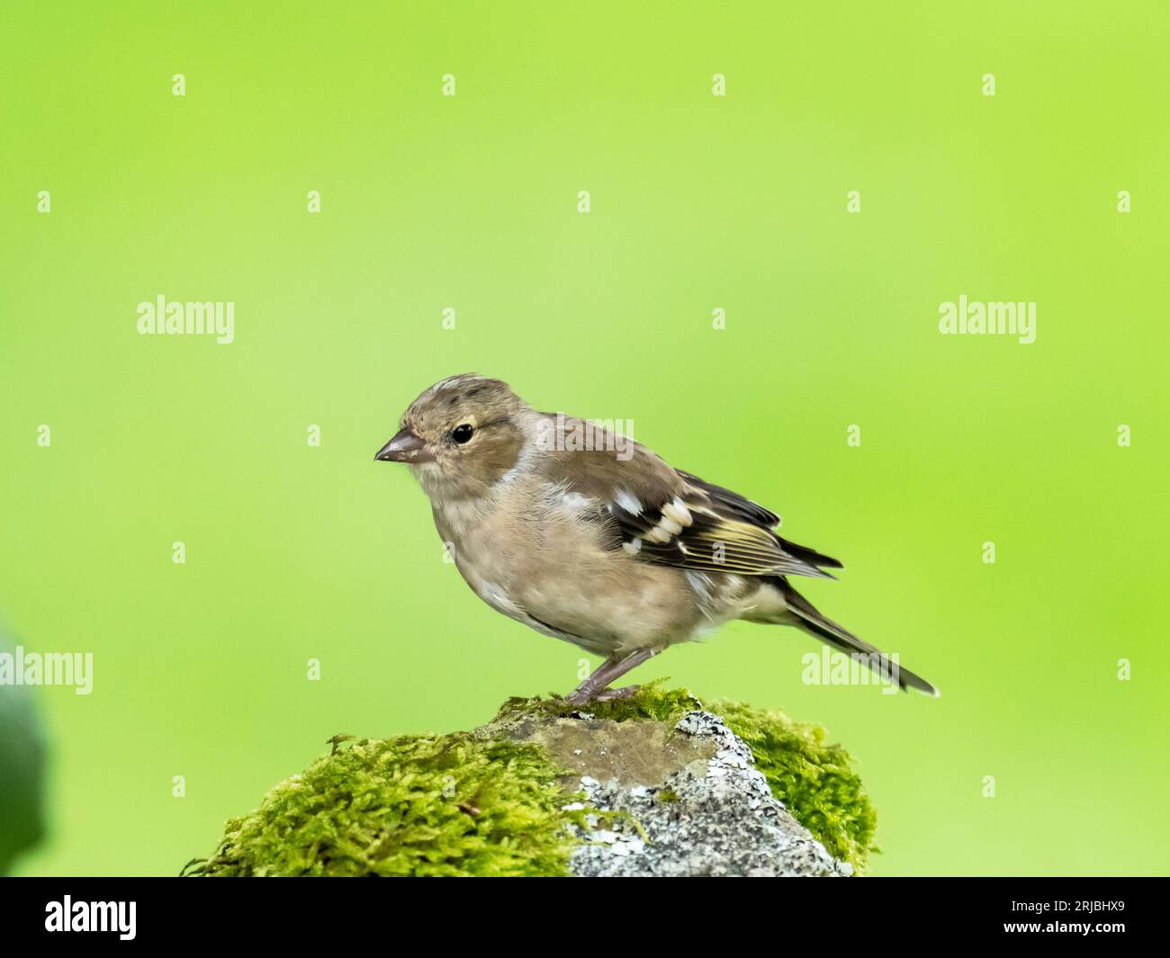 Eine weibliche Chaffinch, Fringilla Coelebs in Austwick, Yorkshire Dales UK. Stockfoto