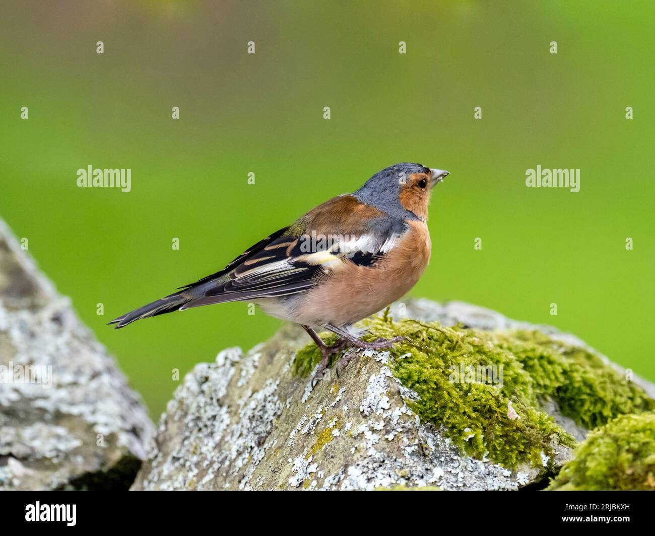 Ein männlicher Chaffinch, Fringilla Coelebs in Austwick, Yorkshire Dales UK. Stockfoto