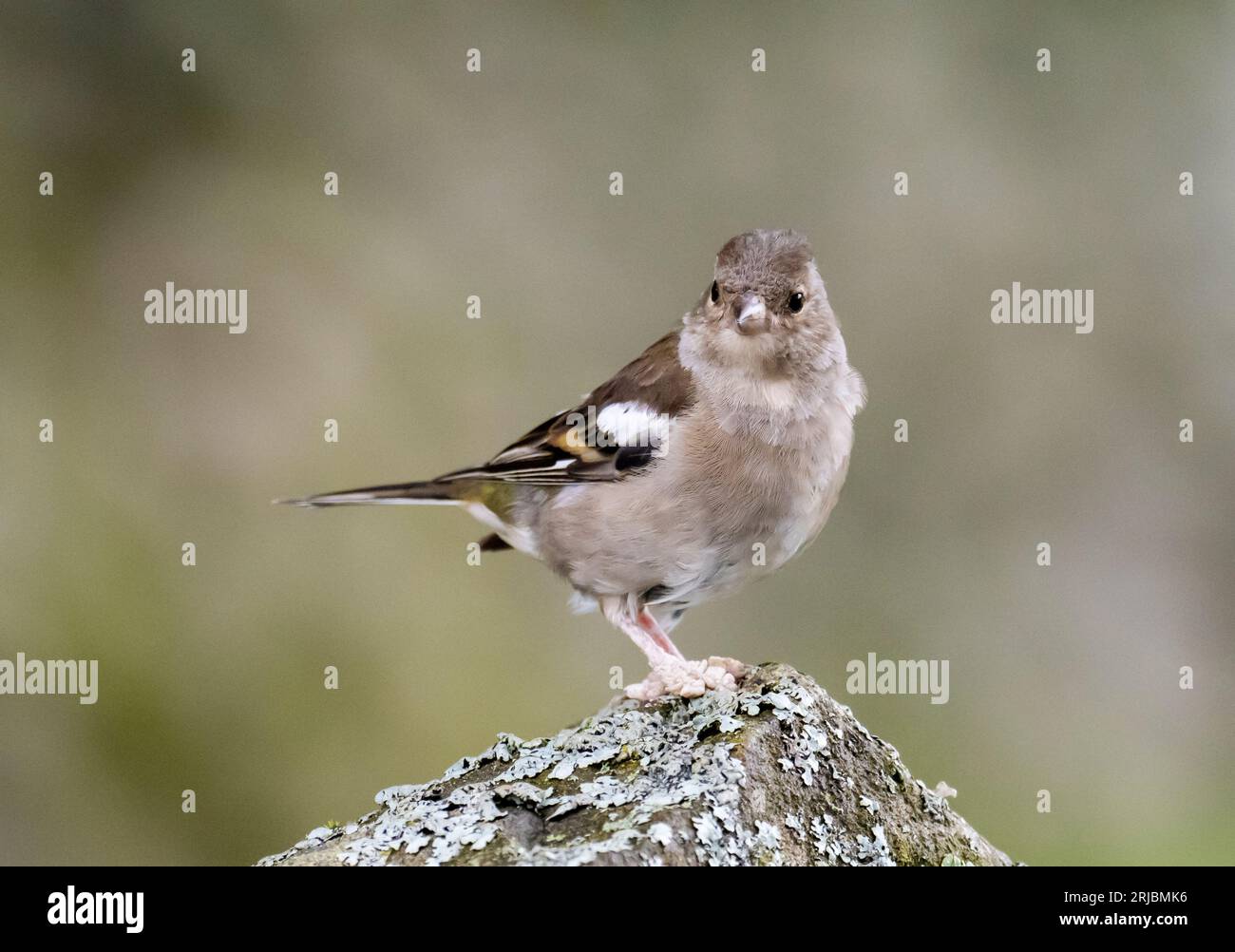 Ein weiblicher Chaffinch, Fringilla-Zöllner in Austwick, Yorkshire Dales UK mit Beinlegionen, die entweder durch ein Virus (Fringilla-Zöllner papillomav Stockfoto