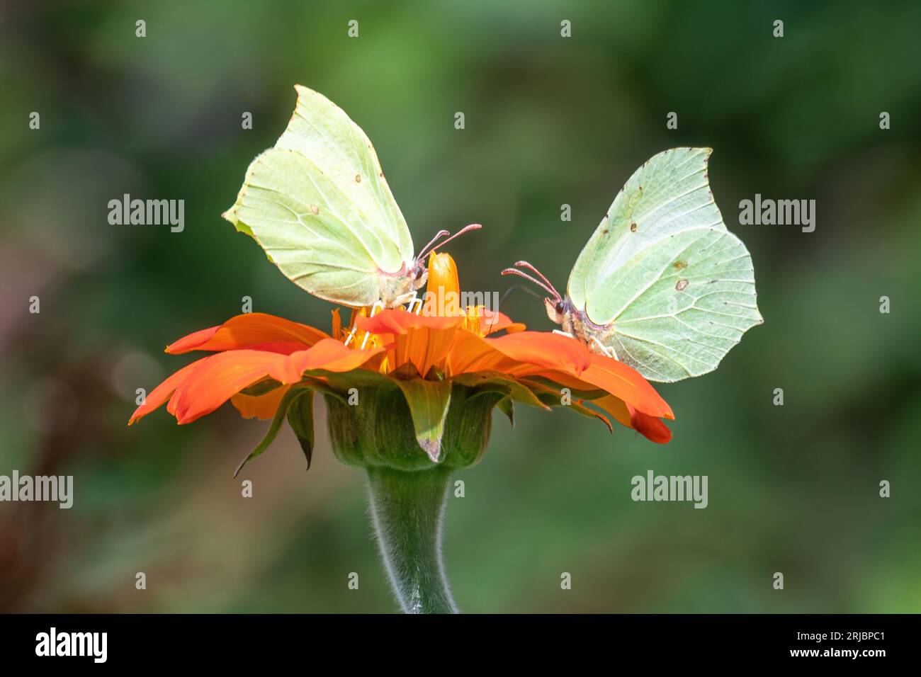 Schwanzfalter (Gonepteryx rhamni) auf orange mexikanischen Sonnenblumen (Tithonia rotundifolia 'Fackel') Blumen in einem Garten im Sommer, England, Großbritannien Stockfoto