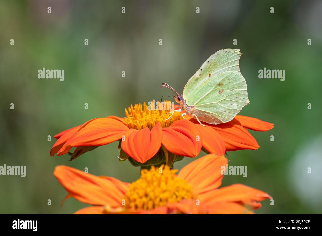 Brimstone Butterfly (Gonepteryx rhamni) on orange mexikanische Sonnenblume (Tithonia rotundifolia 'Torch') blüht in einem Garten im Sommer, England, UK Stockfoto