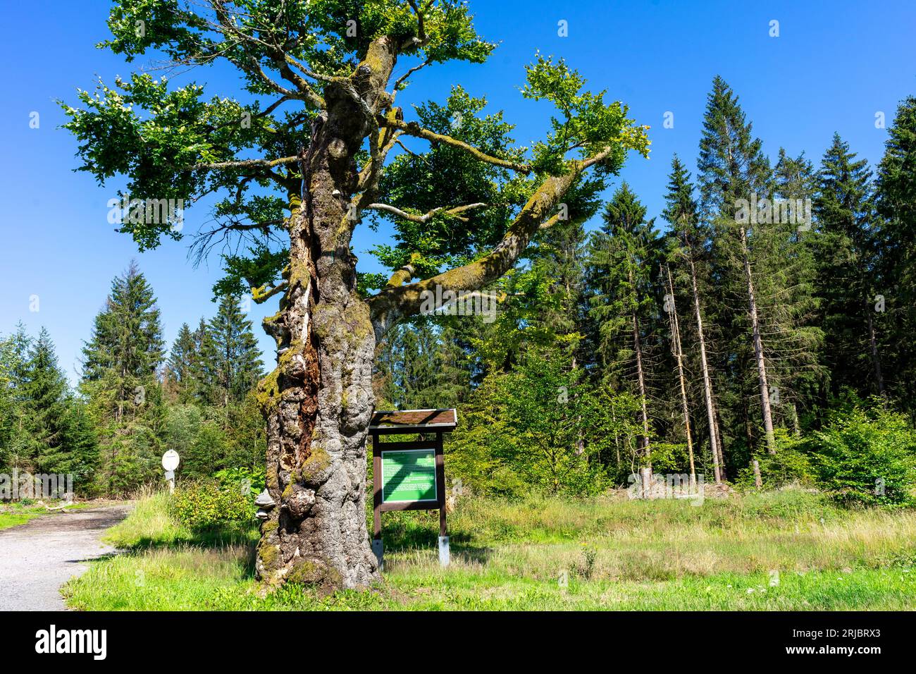 Baum im thüringer Wald, ostdeutschland Stockfoto