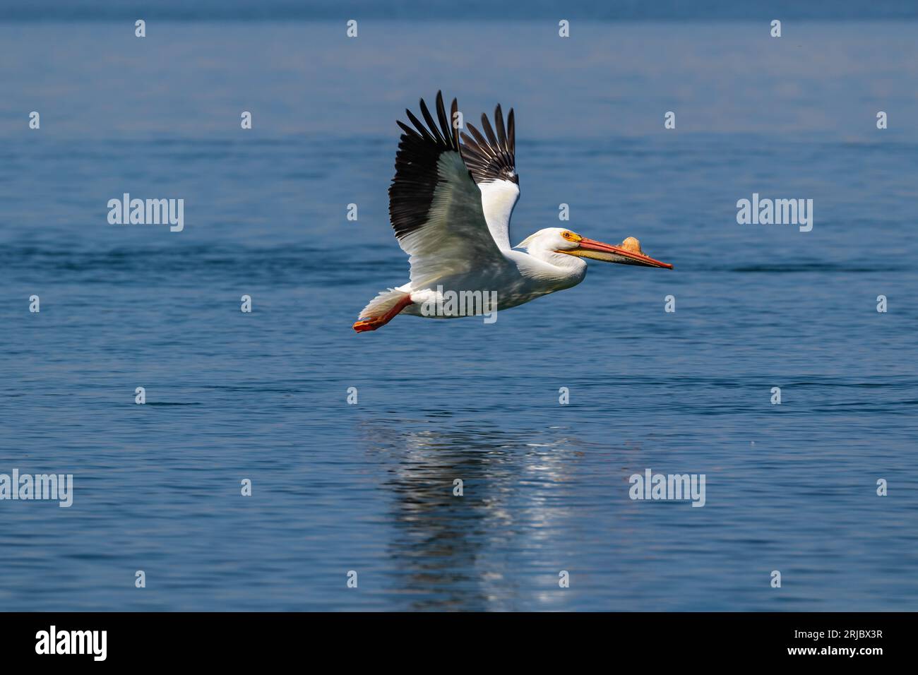 American White Pelican (Pelecanus erythrorhynchos) im Flug über den Einlass in Morro Bay, Kalifornien. Seine Reflexion ist auf dem Wasser unten zu sehen. Stockfoto